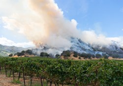 California Wine Rises From The Ashes