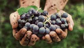 wine grapevine soil cultivation